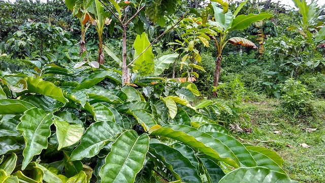 Kopi: Beberapa pohon kopi yang masih hidup, tampak berkoloni dengan tumbuhan lain. Membuktikan bahwa pohon kopi tidak lagi menjadi tumbuhan homogen | foto mastrigus